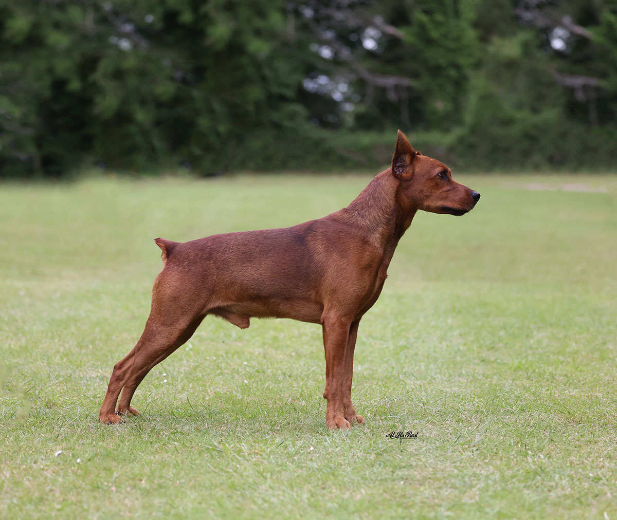Shade » Brintala German Pinschers UK » German Pinscher Shade